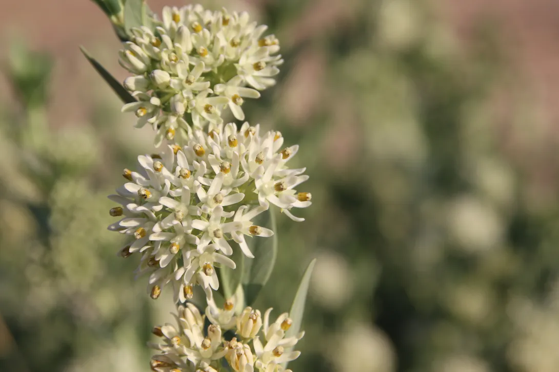 Solenostemma arghel flowers
