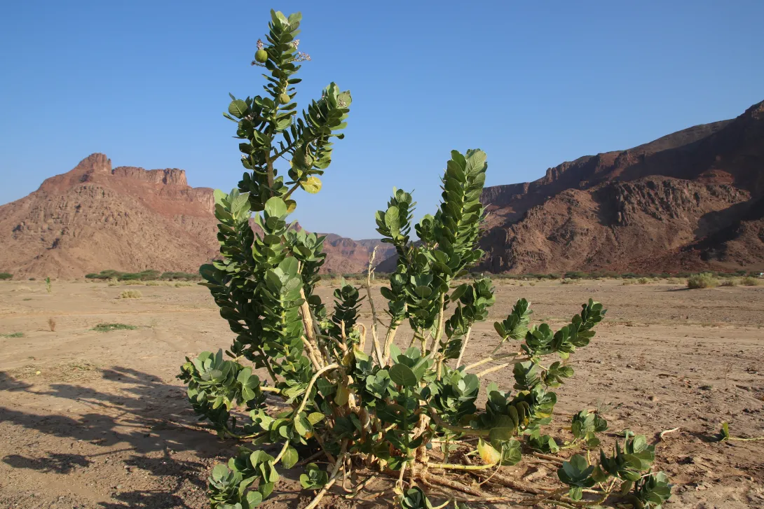 Whole plant
