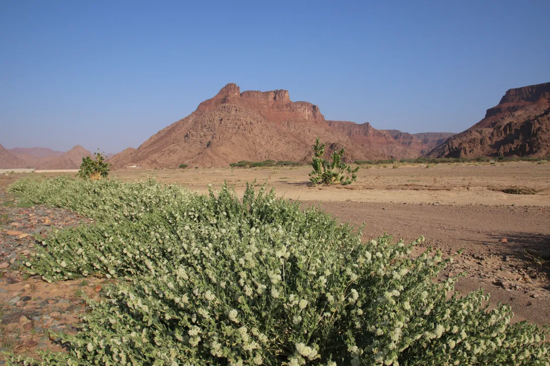 Whole plant