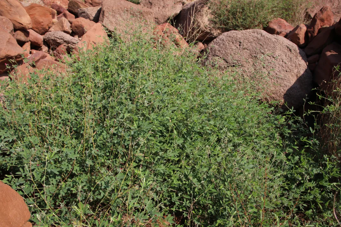Whole plant