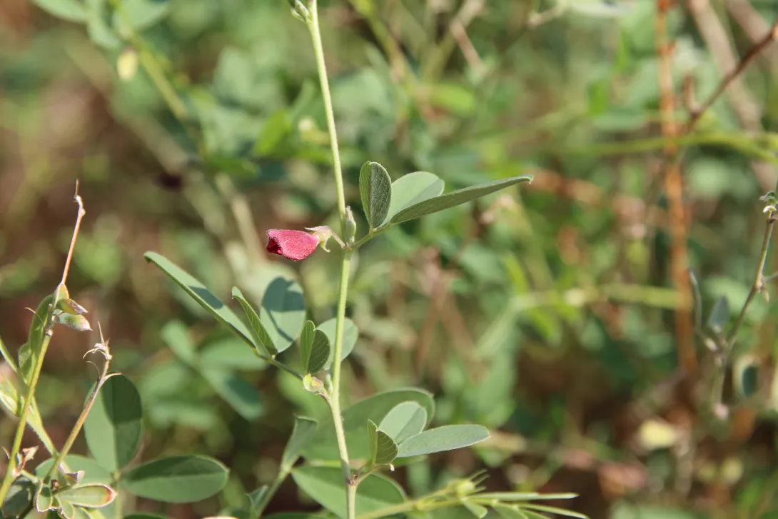 Tephrosia purpurea subsp. apollinea flower