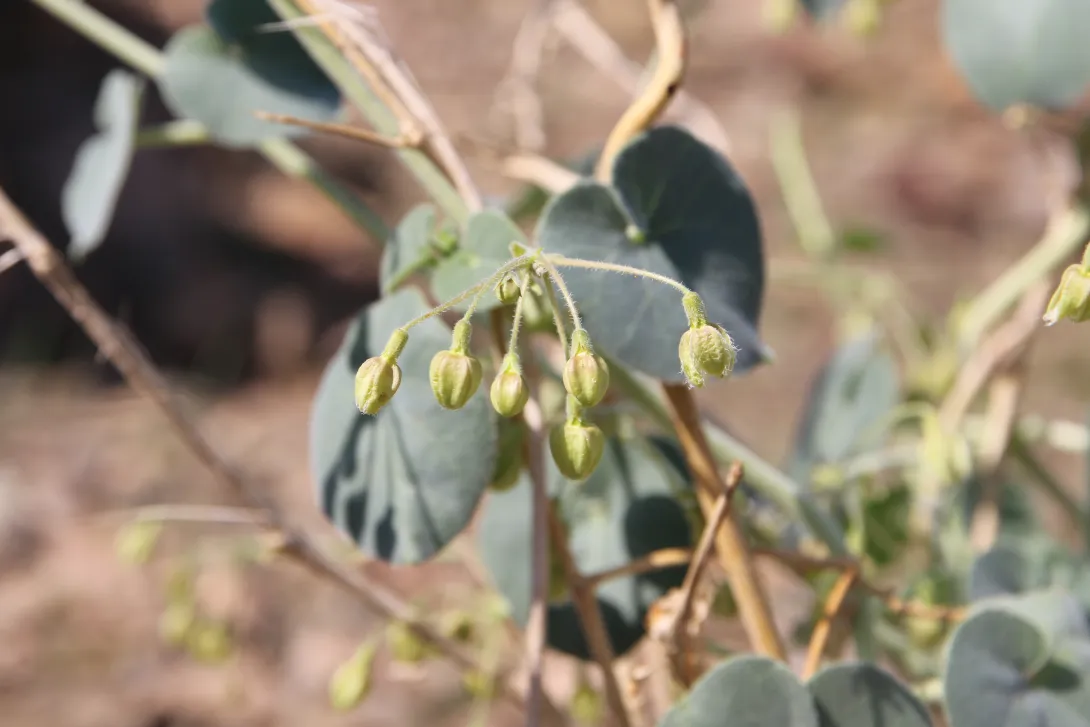 Pergularia tomentosa flowers