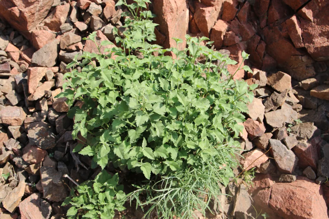 Whole plant