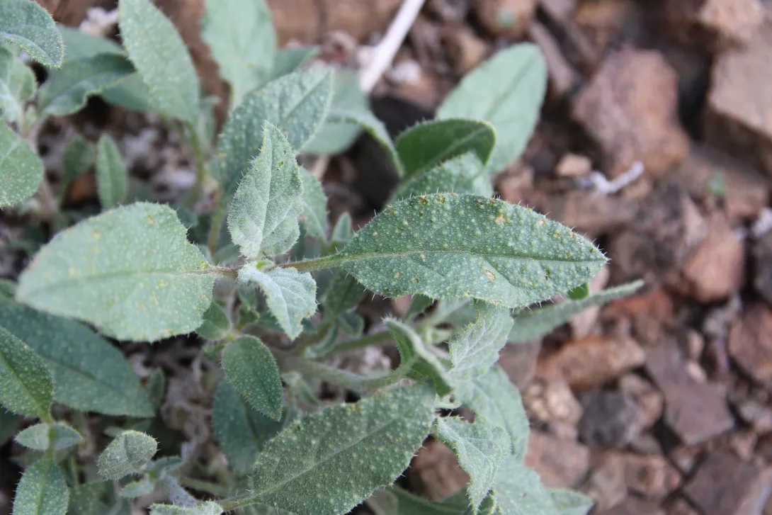 Trichodesma africanum leaves
