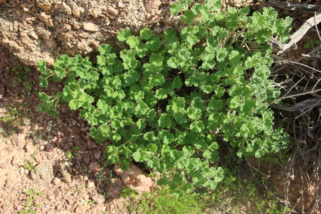 Whole plant