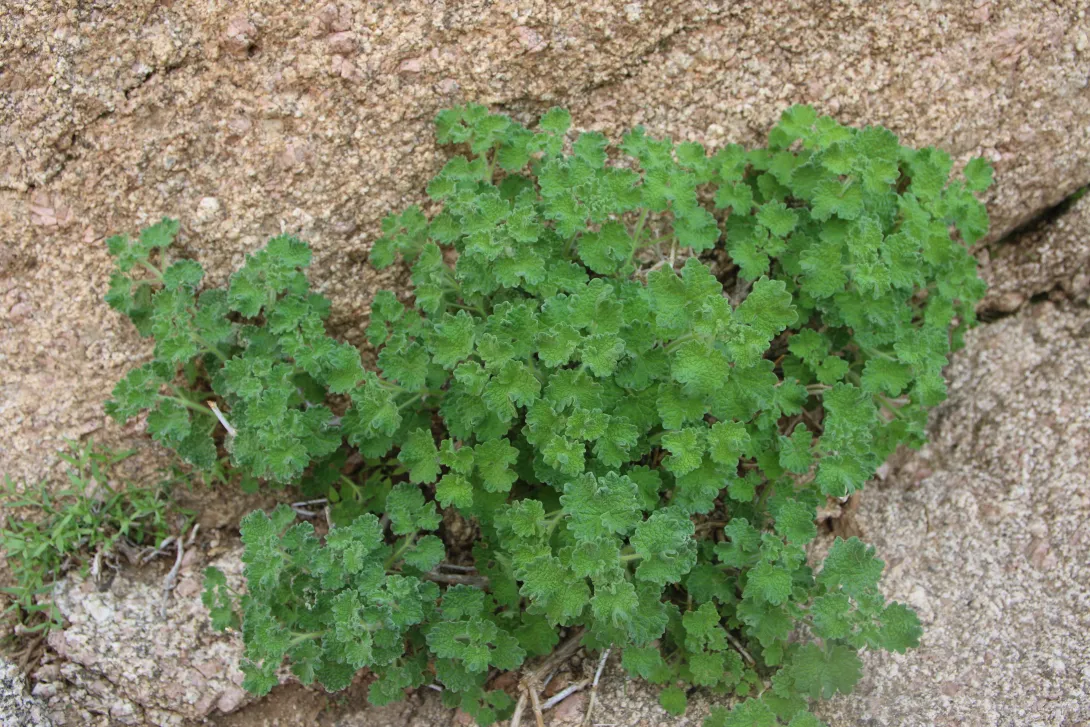 Whole plant