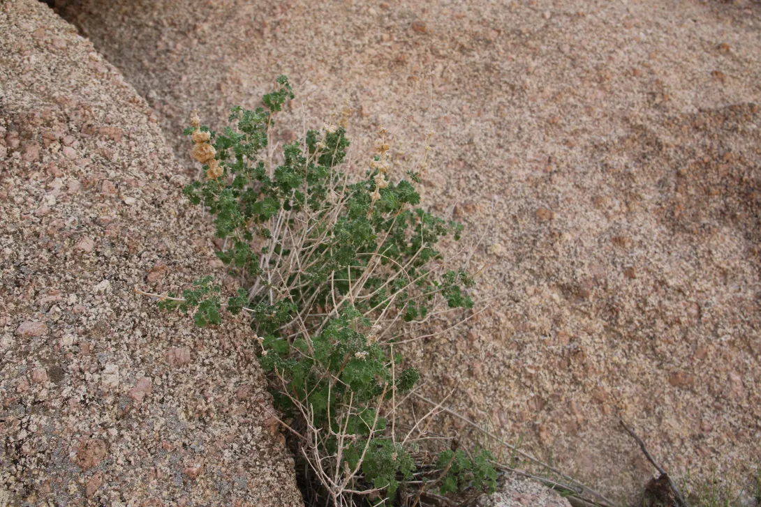 Whole plant