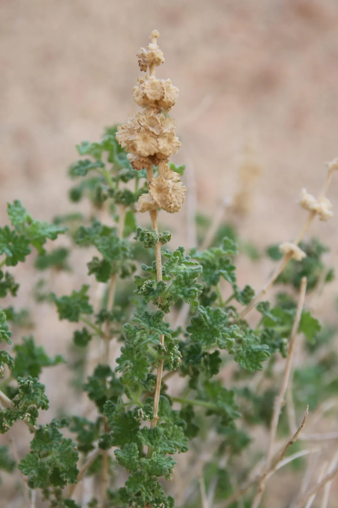 Pseudodictamnus undulatus fruits