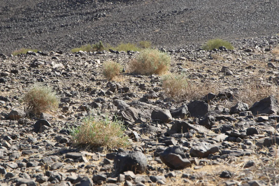 Crotalaria aegyptiaca in its environment