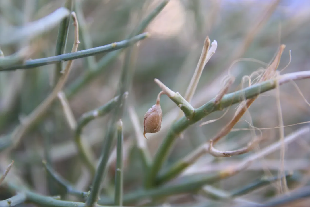 Crotalaria aegyptiaca fruit