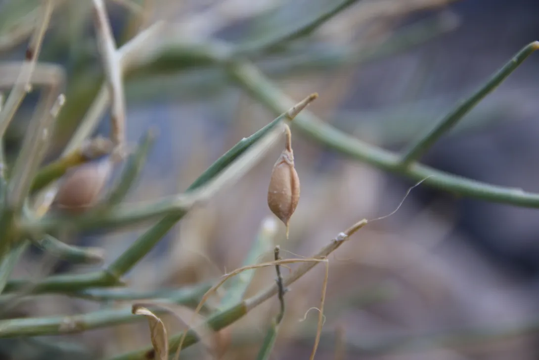 Crotalaria aegyptiaca fruit