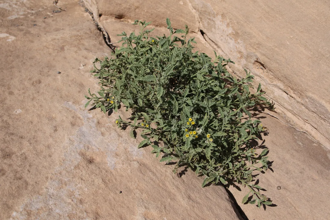 Whole plant