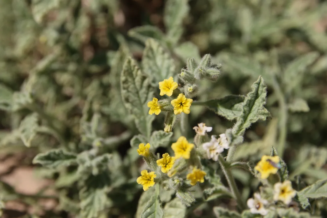 Heliotropium arbainense flowers