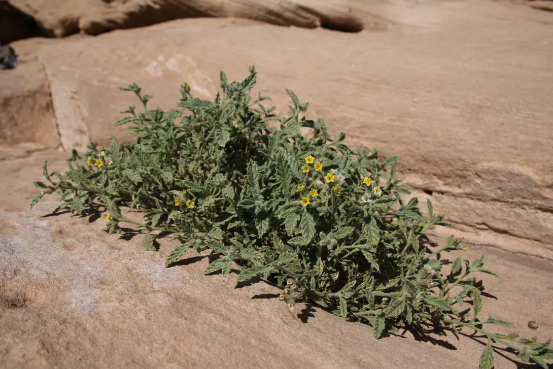 Whole plant