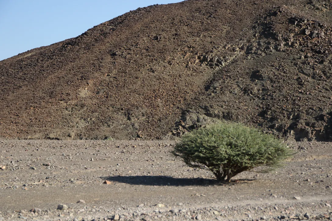 Whole plant