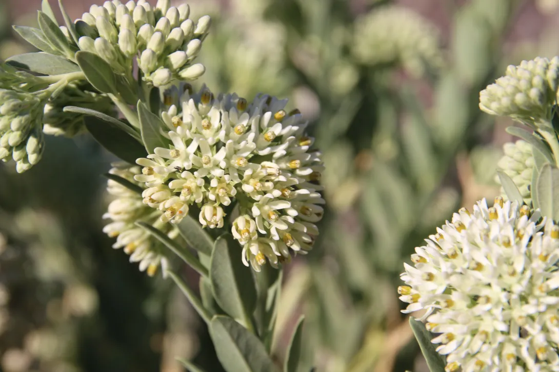 Solenostemma arghel flowers
