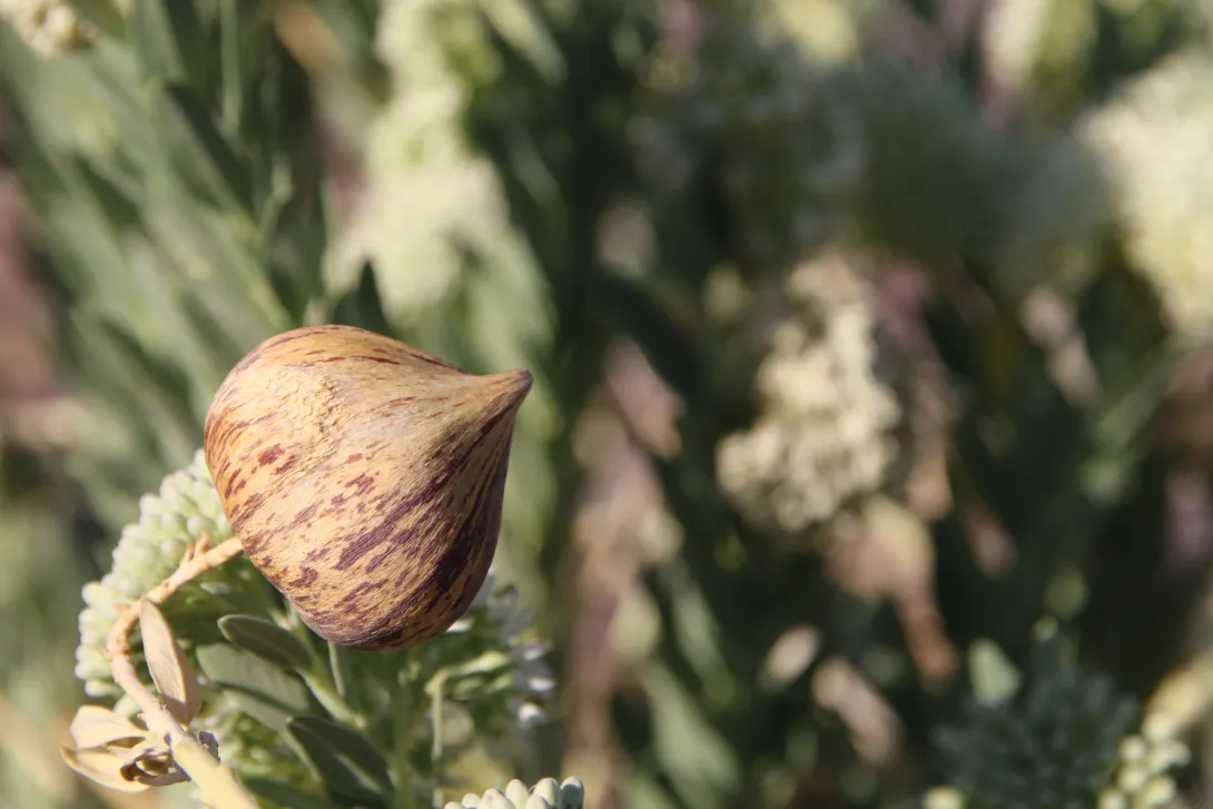 Solenostemma arghel fruit
