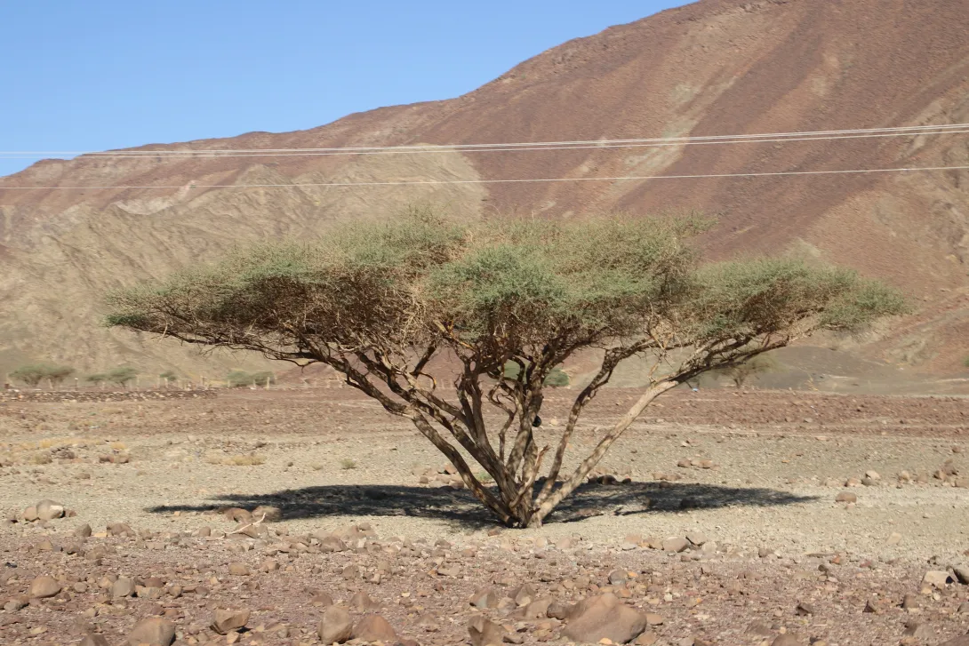 Whole plant