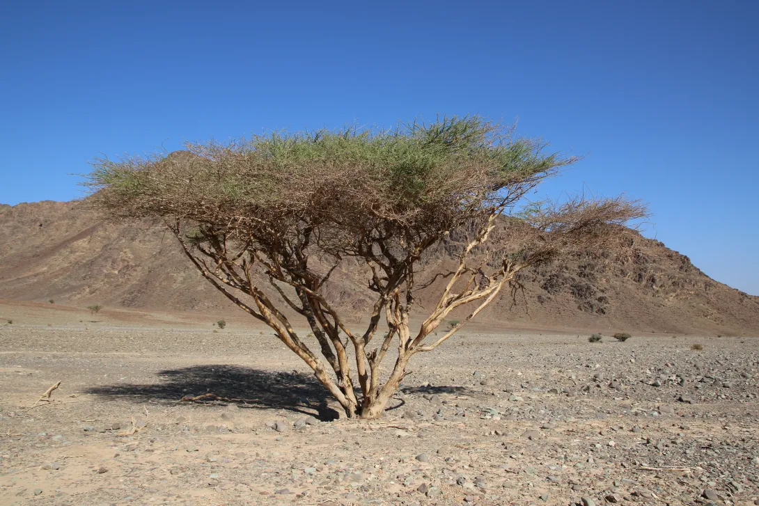 Whole plant