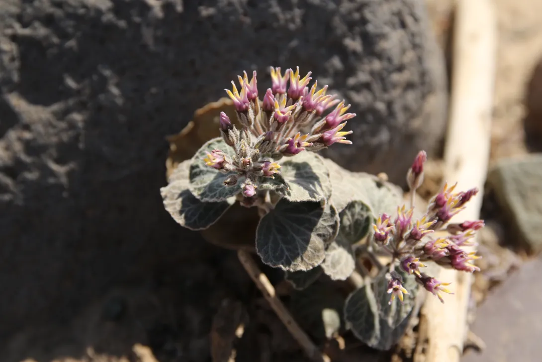 Cynanchum radians flowers