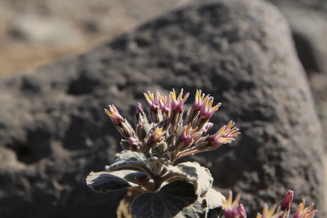 Cynanchum radians flowers