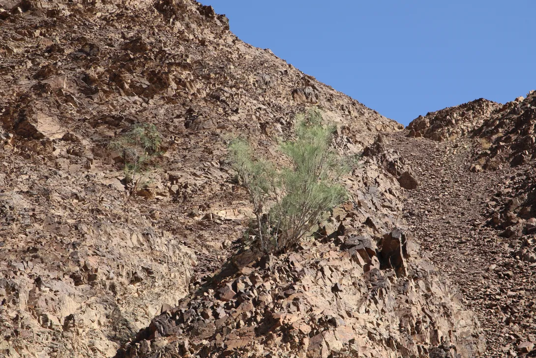 Whole plant