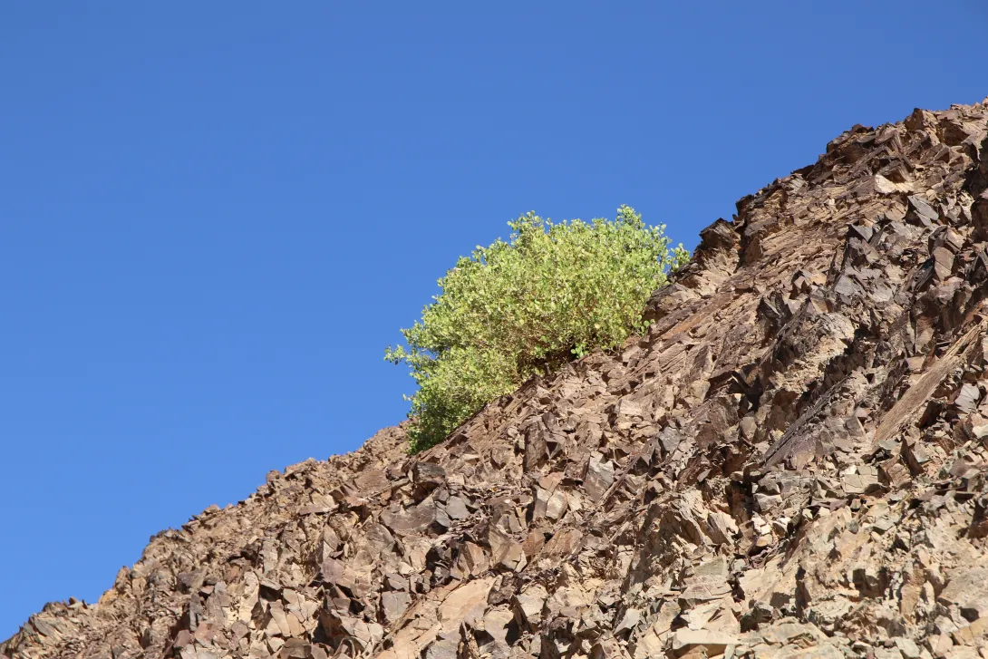 Capparis cartilaginea in Mountains and associated plains