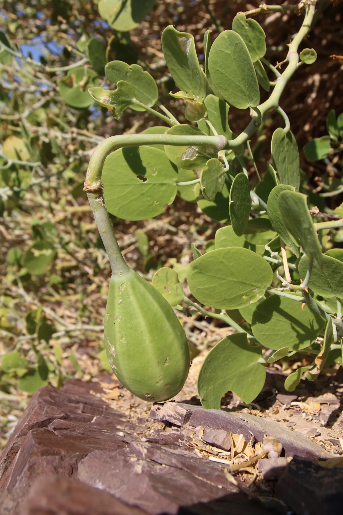 Capparis cartilaginea fruit
