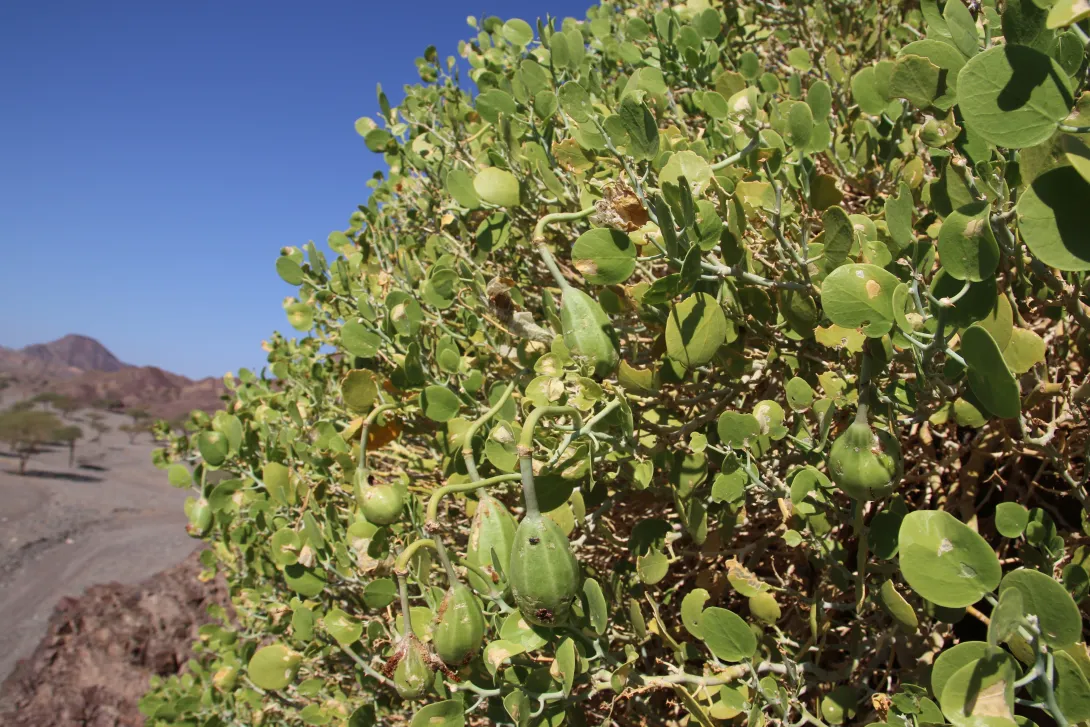 Capparis cartilaginea fruits and leaves