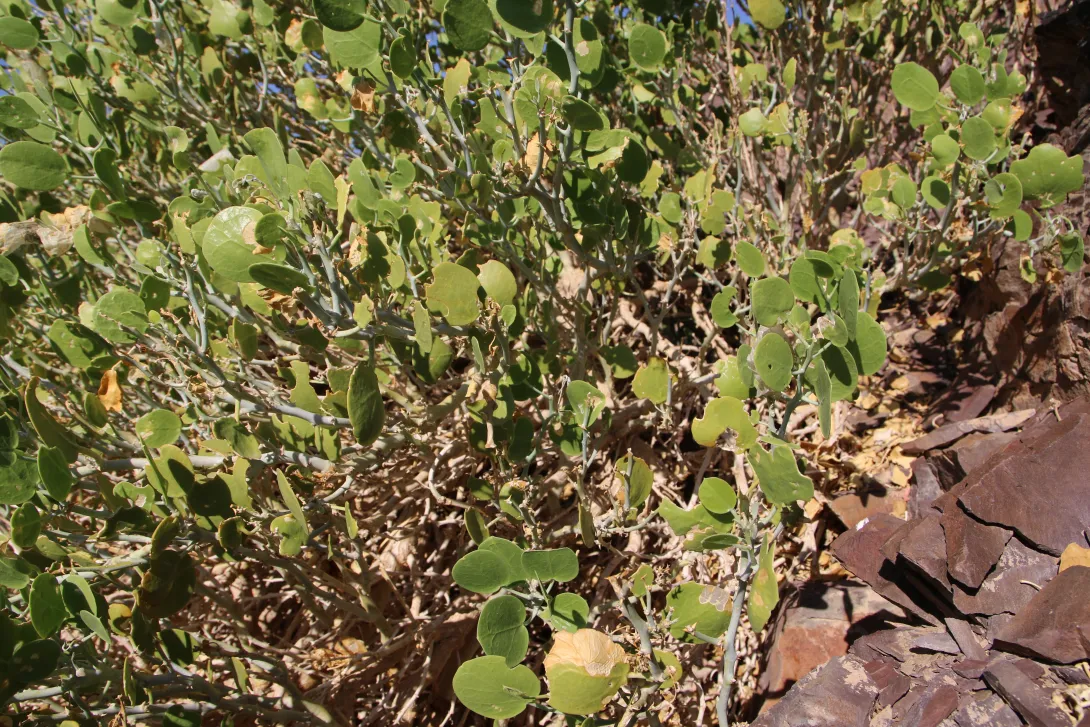 Capparis cartilaginea fruit leaves