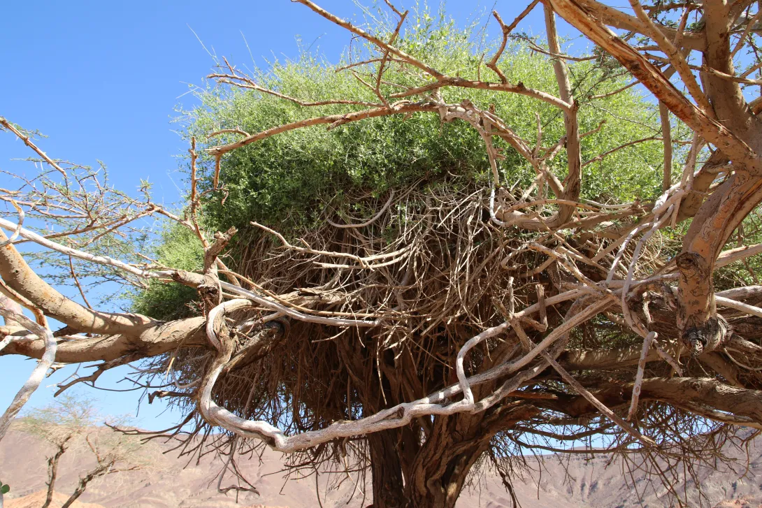 Whole plant