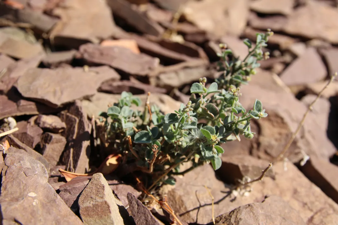 Whole plant