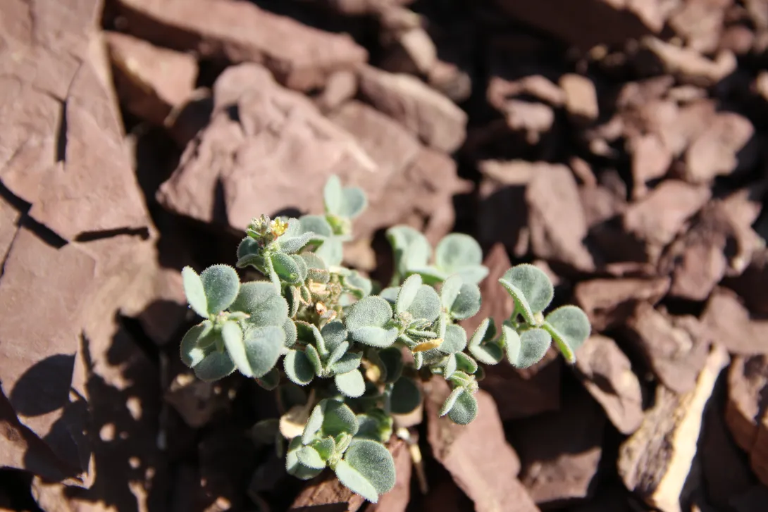 Whole plant with leaves and flowers