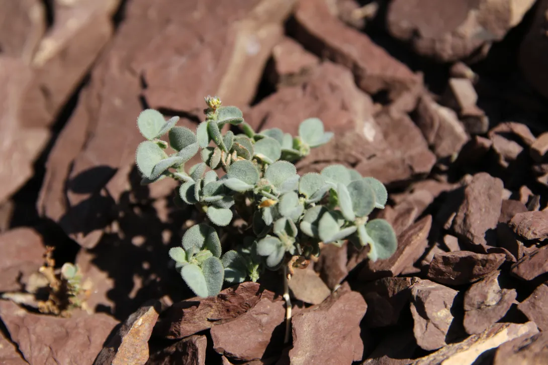Whole plant
