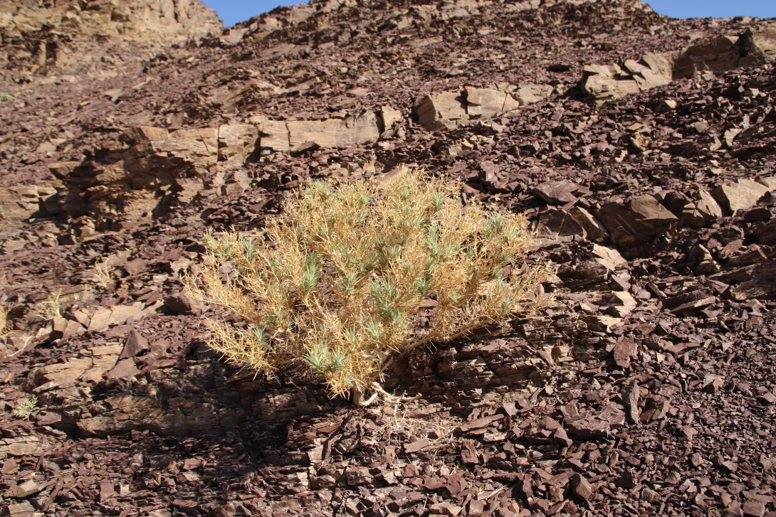 Whole plant