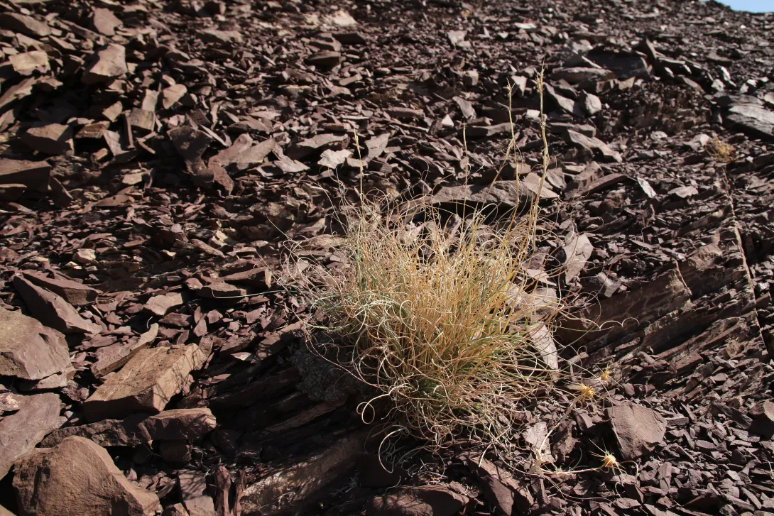 Whole plant