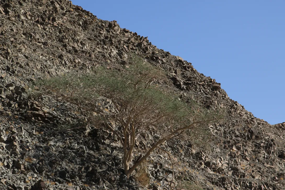 Whole plant