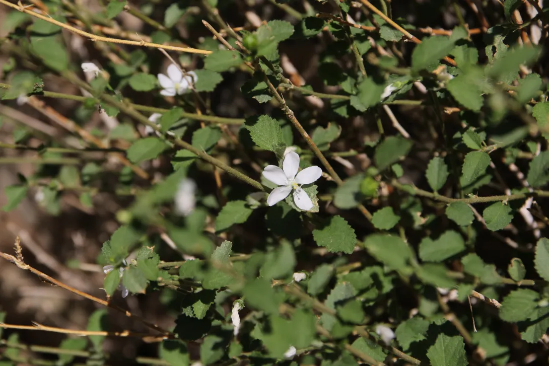 Hibiscus micranthus flower