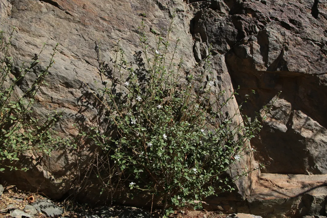 Whole plant