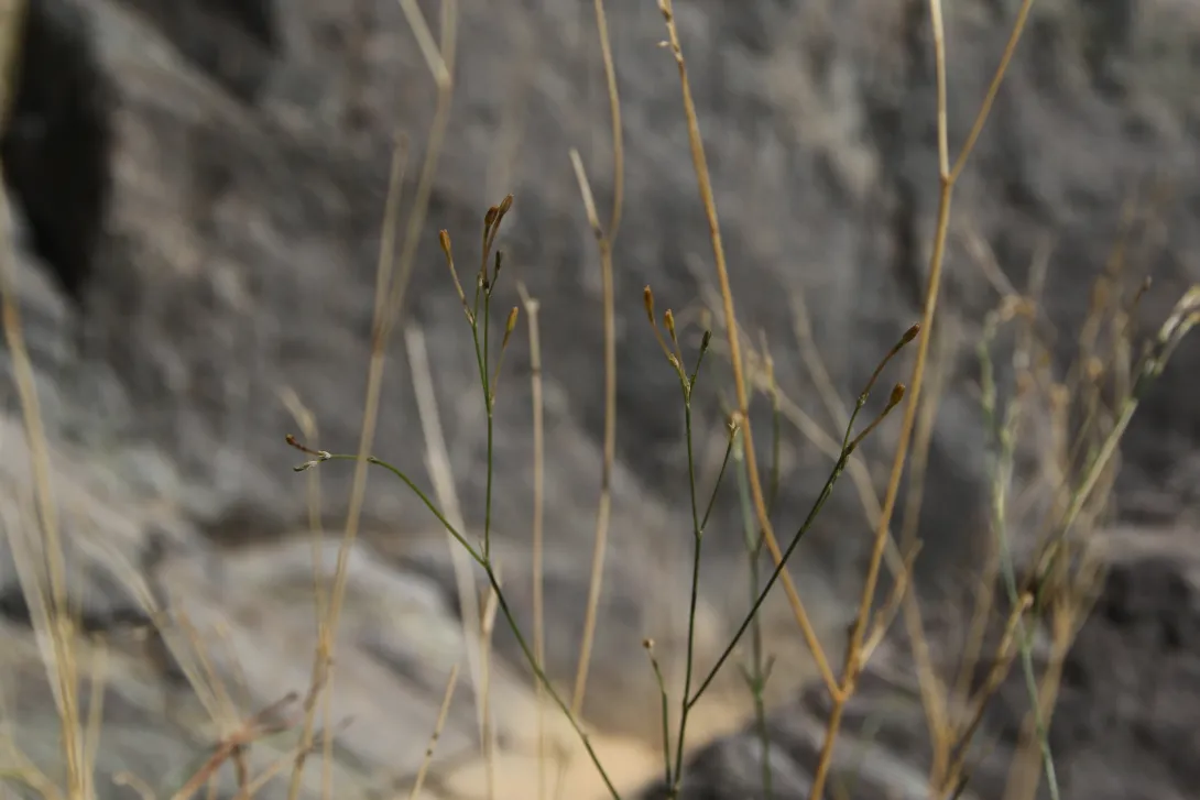 Kohautia caespitosa stems