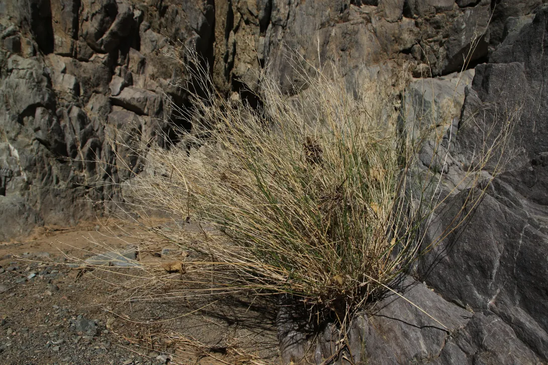 Whole plant