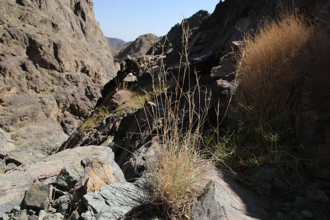 Whole plant