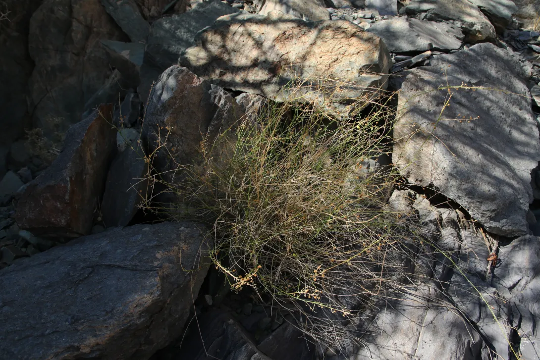 Whole plant