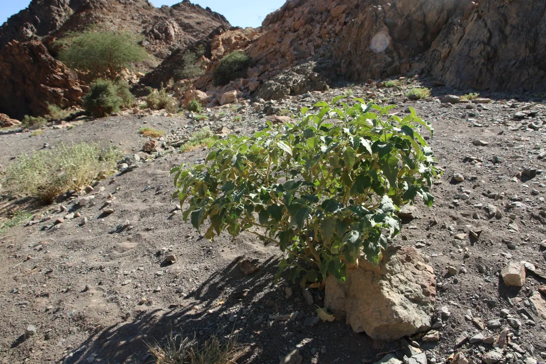 Whole plant