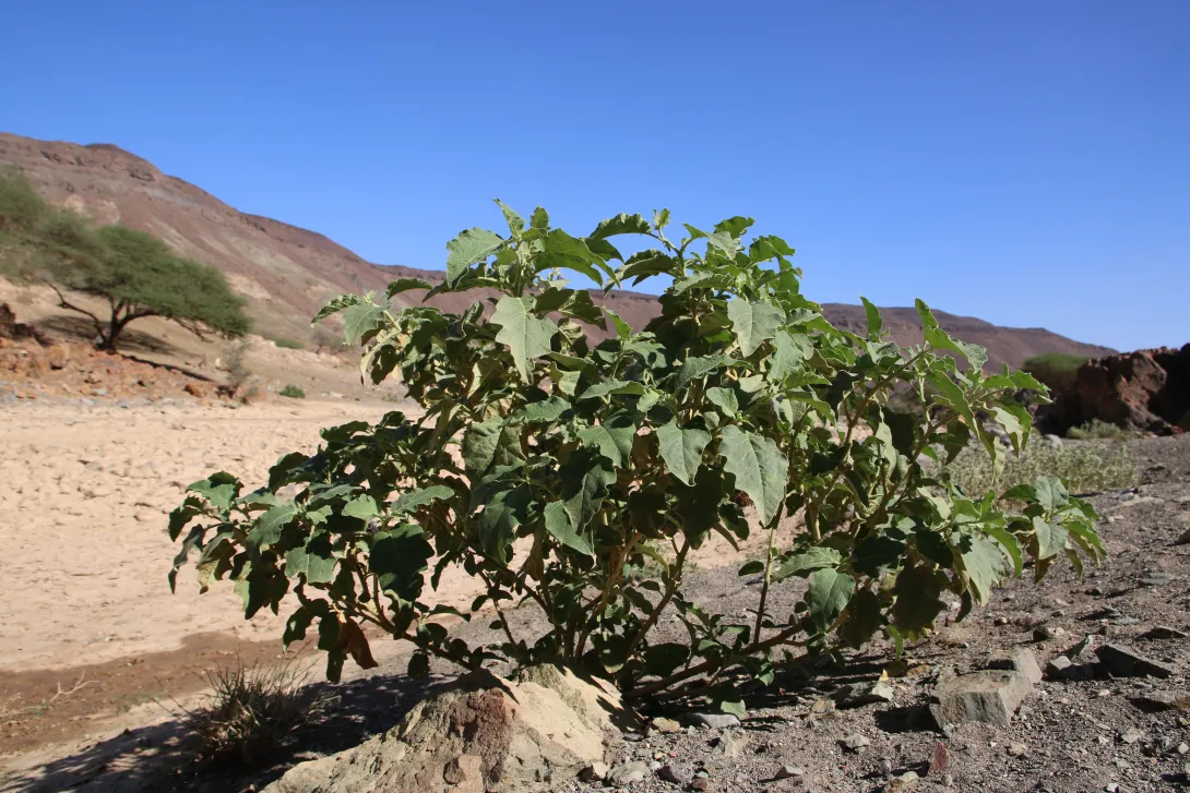 Whole plant