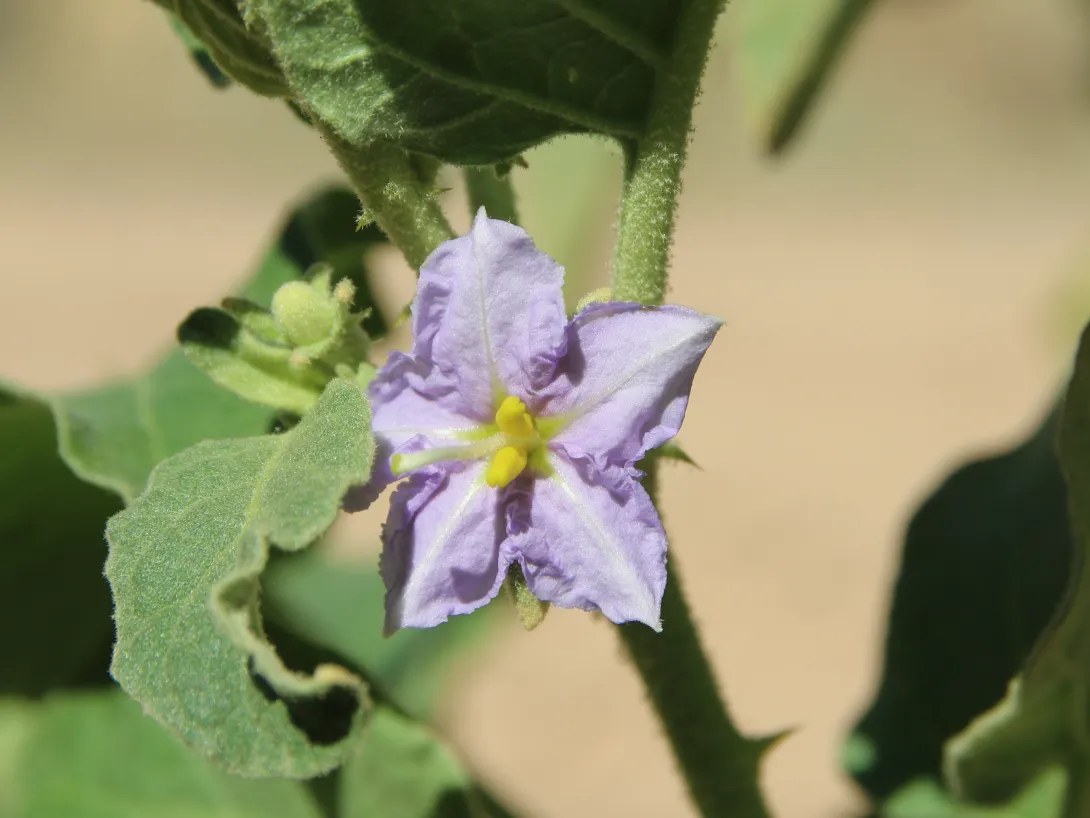 Solanum incanum flower