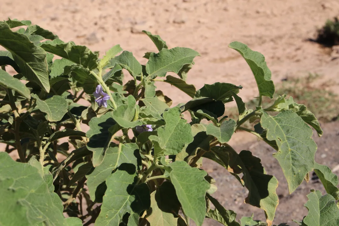 Solanum incanum leaves