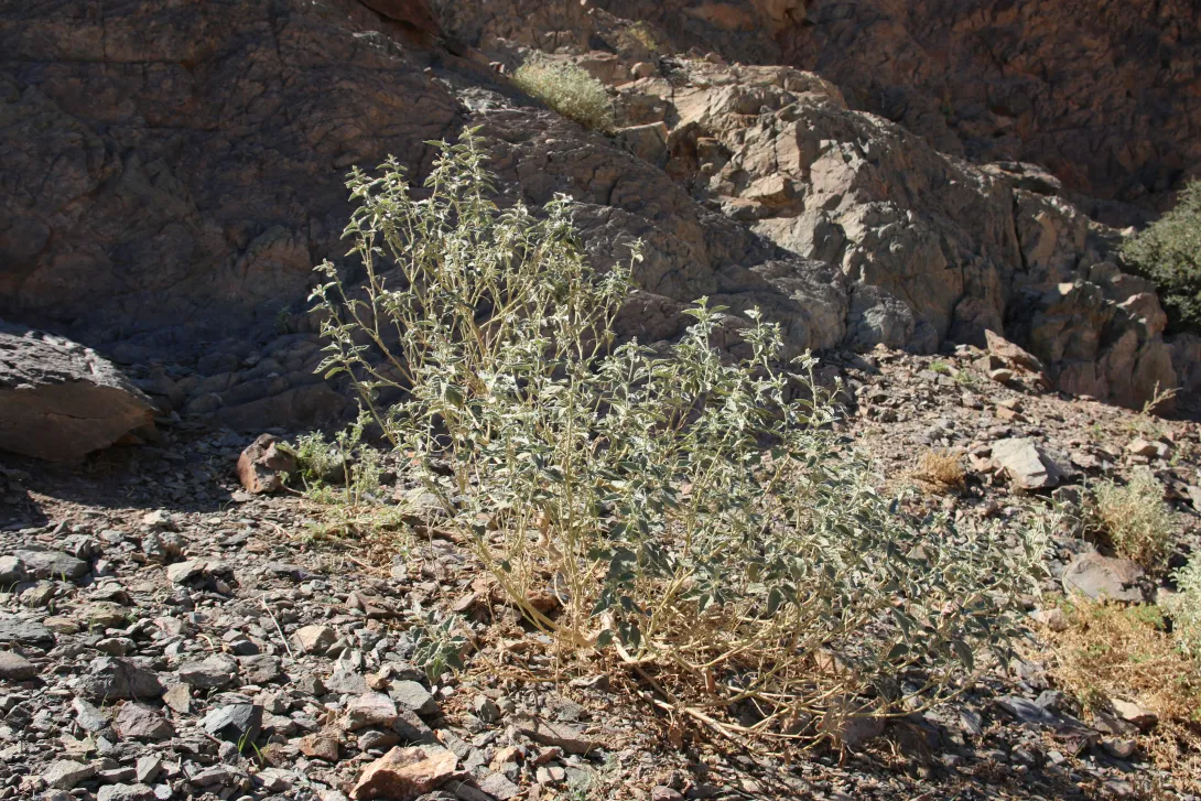 Whole plant