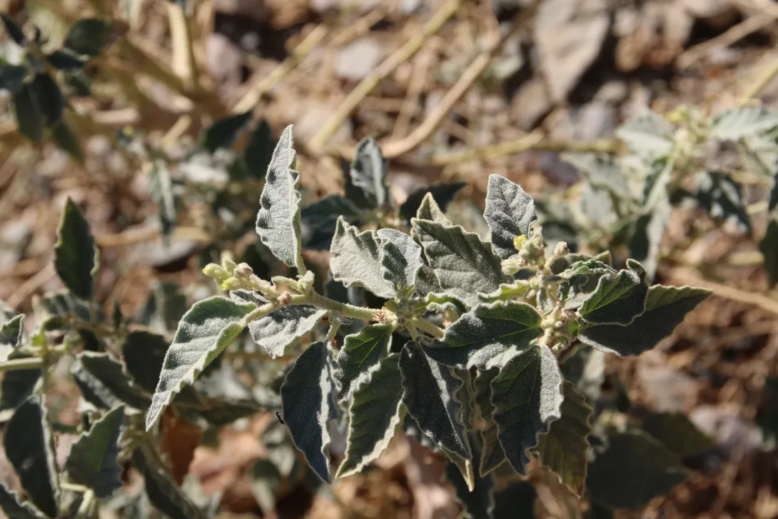 Chrozophora oblongifolia leaves