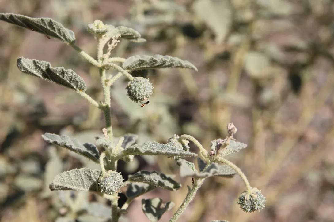 Chrozophora oblongifolia fruits